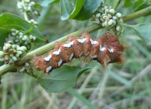 Réf. 149 600 : Acronicta rumicis