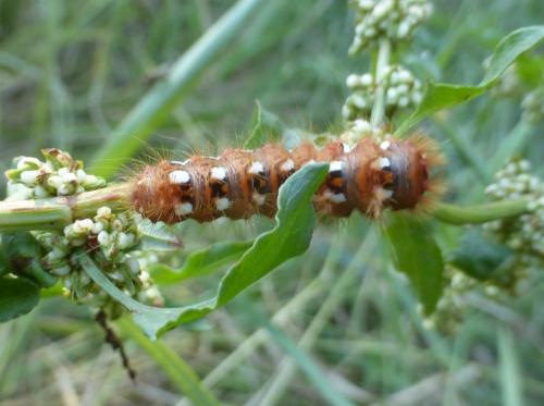 Acronicta rumicis