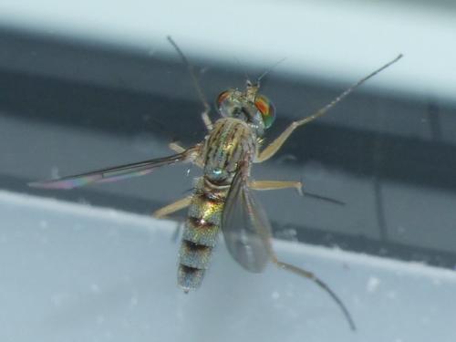 Sciapus sp.