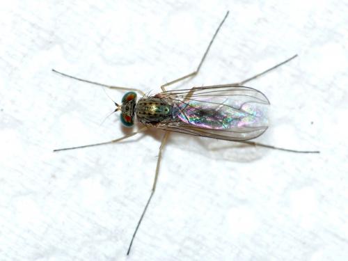 Réf. 149 448 : Sciapus sp.