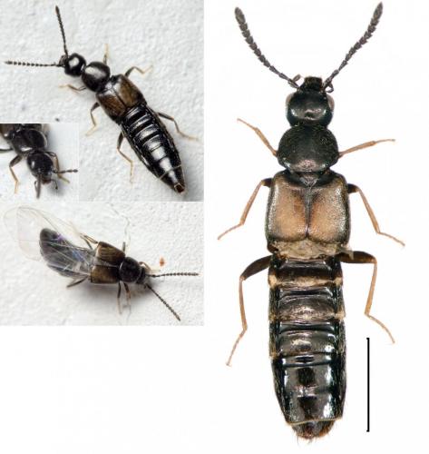Réf. 149 531 : Liogluta sp.
