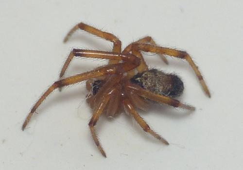Réf. 149 225 : Steatoda nobilis