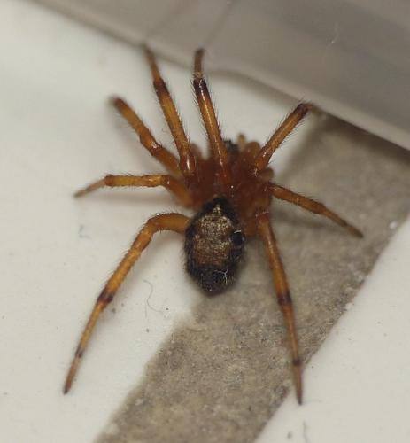 Réf. 149 226 : Steatoda nobilis
