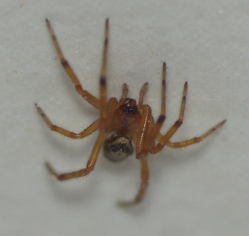 Réf. 149 227 : Steatoda nobilis