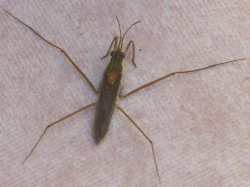 Gerris thoracicus