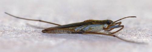Gerris thoracicus