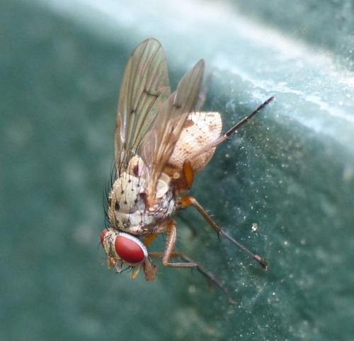 Helina sexmaculata