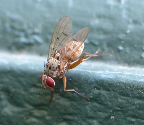 Réf. 149 762 : Helina sexmaculata
