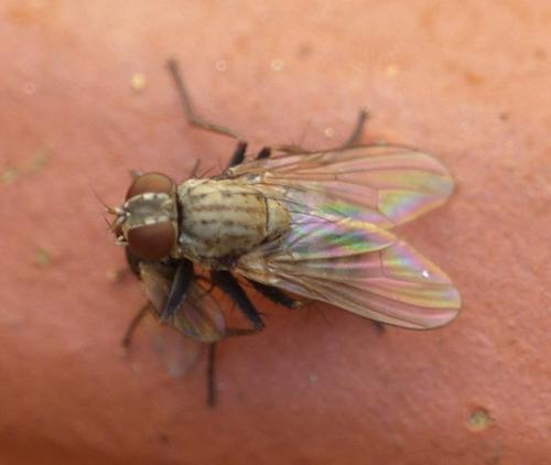 Coenosia tigrina