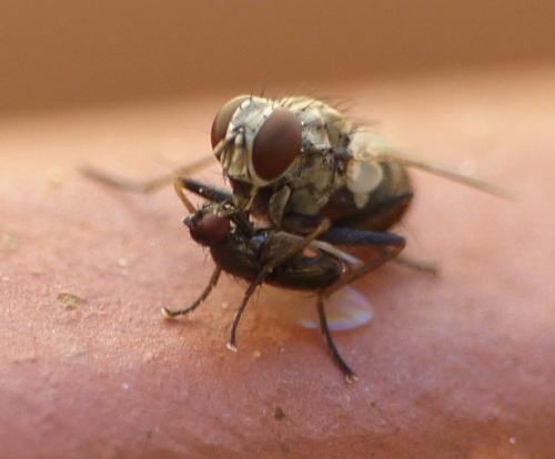 Réf. 149 805 : Coenosia tigrina