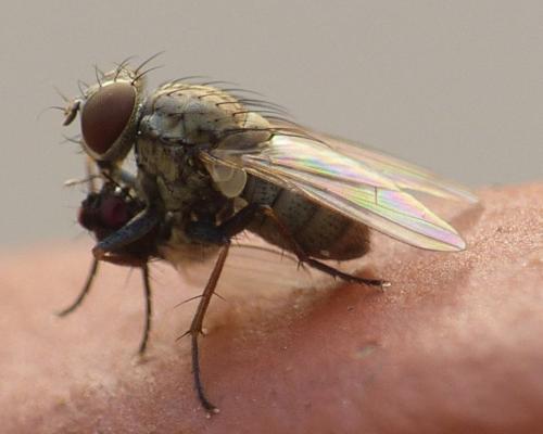 Coenosia tigrina