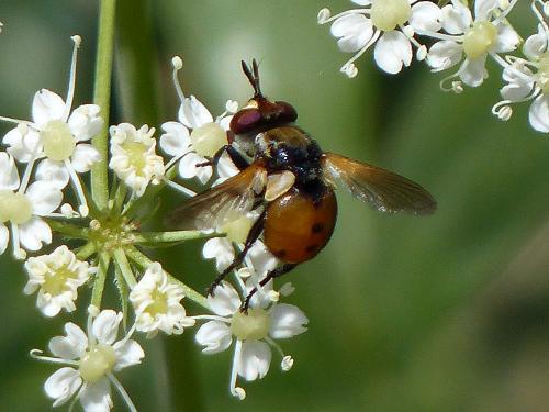 Gymnosoma sp.