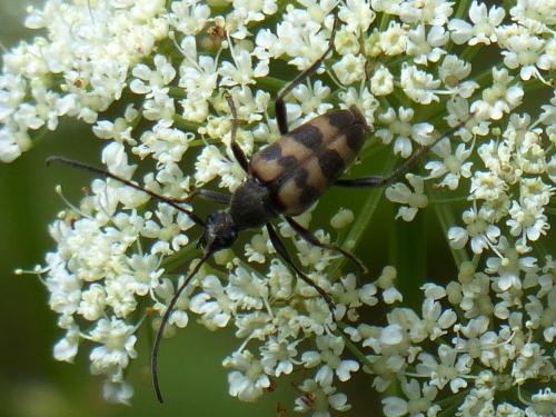 Réf. 149 683 : Pachytodes cerambyciformis