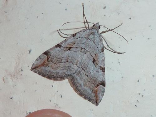 Aplocera sp.