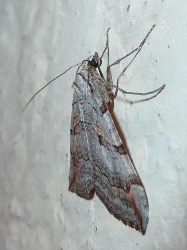 Aplocera sp.