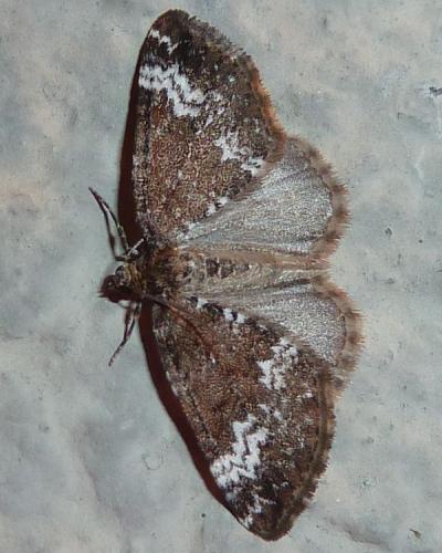 Réf. 149 307 : Perizoma alchemillata