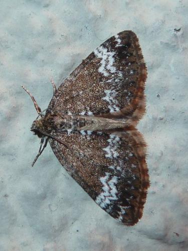Réf. 149 084 : Perizoma alchemillata