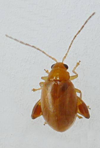 Longitarsus sp.