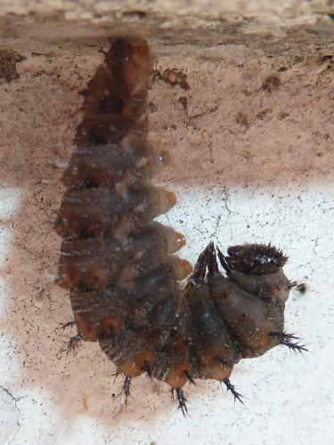 Vanessa atalanta