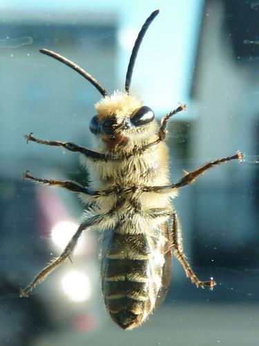 Colletes sp.