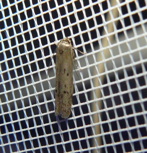 Réf. 149 628 : Hypatopa binotella