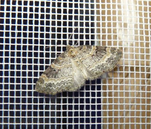 Pterapherapteryx sexalata