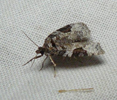 Réf. 149 632 : Apotomis semifasciana