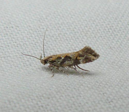 Aristotelia sp.