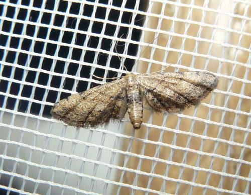 Idaea incalcarata