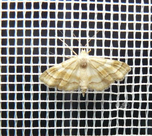 Réf. 149 239 : Idaea circuitaria