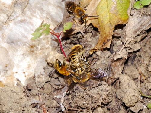 Colletes hederae