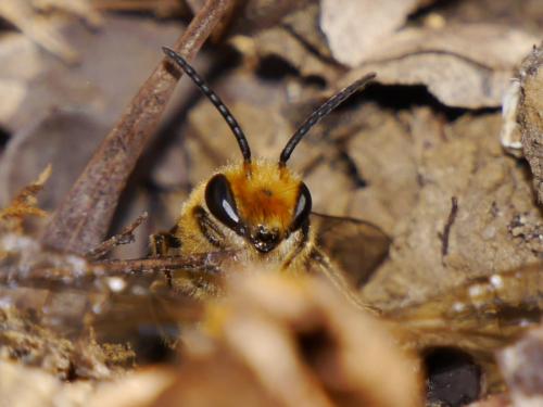 Colletes hederae