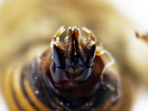 Colletes hederae