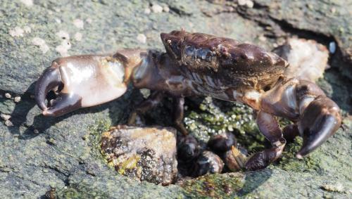 Réf. 149 480 : Xantho hydrophilus