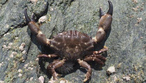 Réf. 149 481 : Xantho hydrophilus
