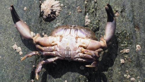 Réf. 149 482 : Xantho hydrophilus