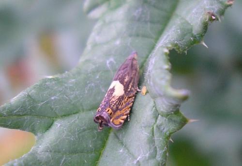 Réf. 149 742 : Dichrorampha sp.