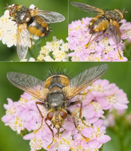 Réf. 149 015 : Tachina fera
