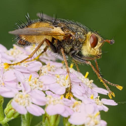 Réf. 149 014 : Tachina fera
