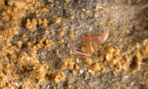 Réf. 149 911 : Troglohyphantes caecus