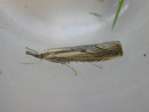 Réf. 149 708 : Agriphila geniculea