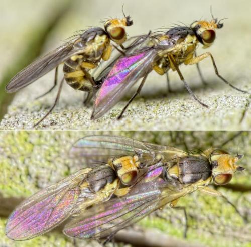 Cerodontha denticornis