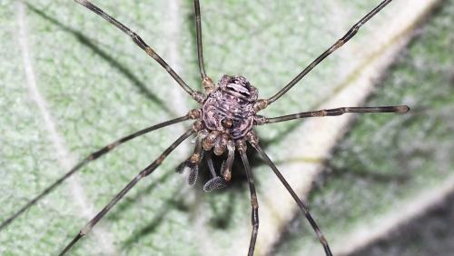 Réf. 149 357 : Dicranopalpus ramosus