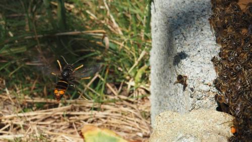 Vespa velutina