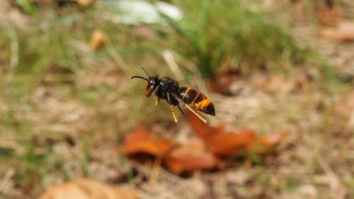 Vespa velutina