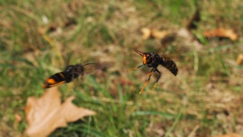 Vespa velutina