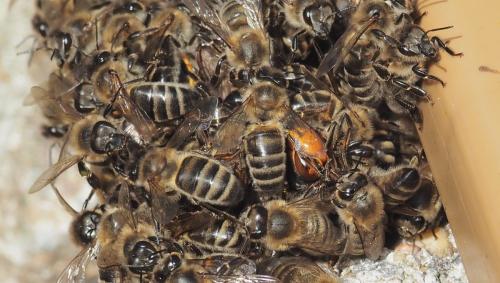 Vespa velutina