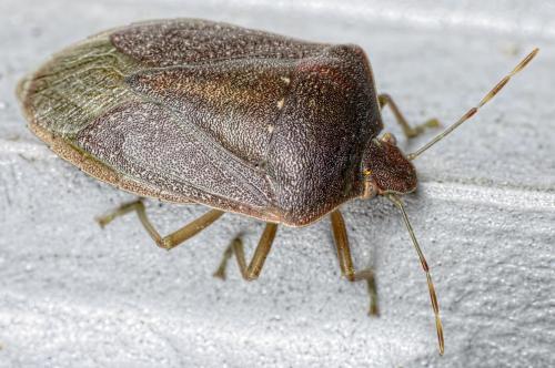 Nezara viridula