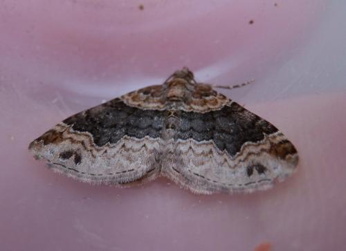 Réf. 149 581 : Xanthorhoe ferrugata