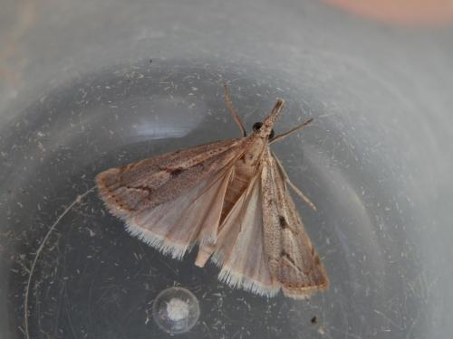 Réf. 149 711 : Agriphila geniculea
